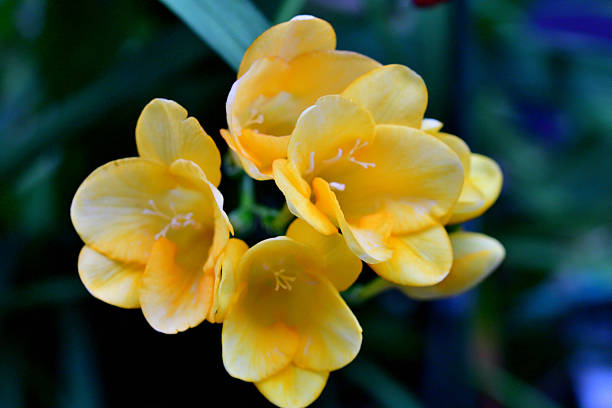 plants of the iris family with funnel-shaped flowers